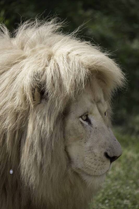 White lion фото превью