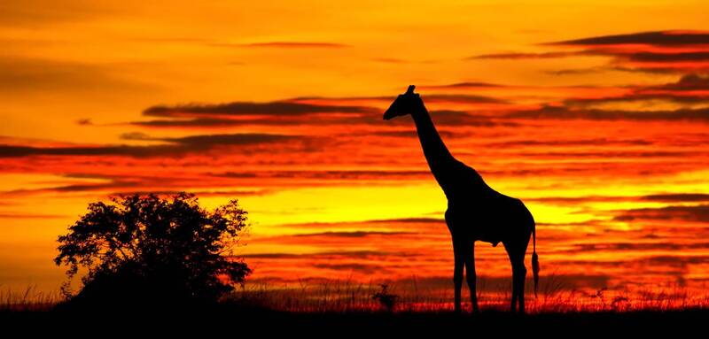 Рассветная саванна. фото превью