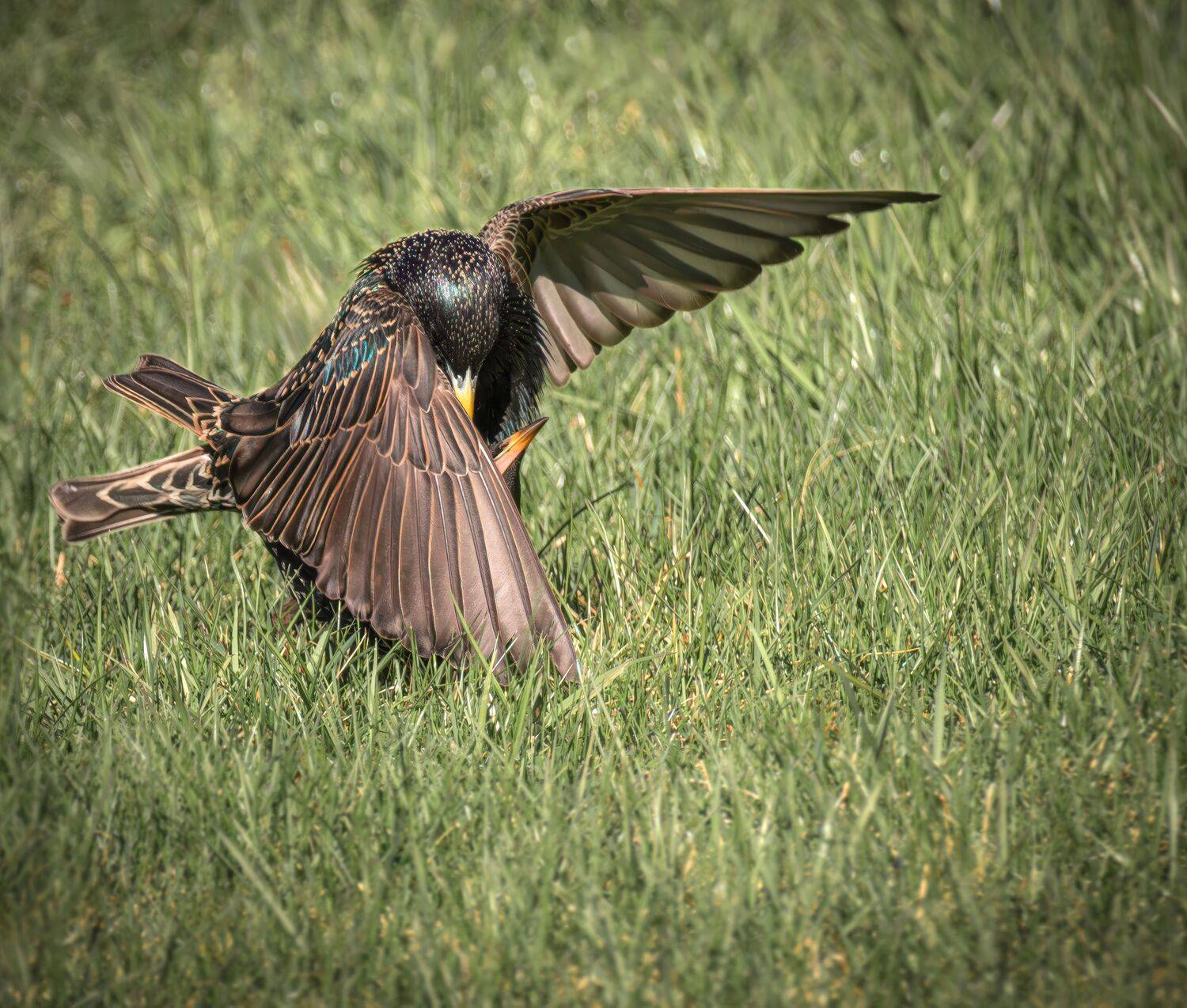 Весна, скворцы, бёрдвотчинг, природа, любовь, Ворожцова Марина