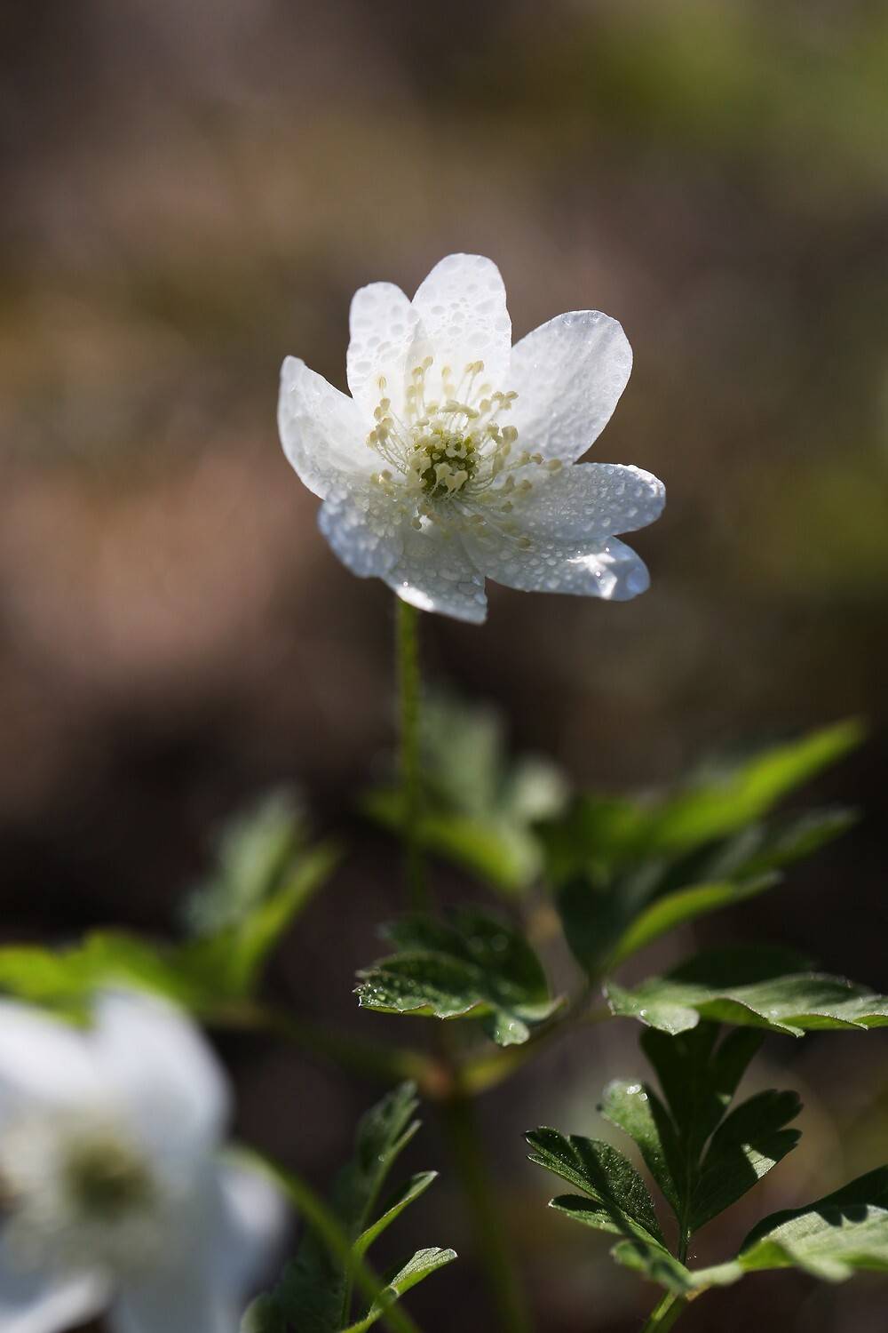 ветровочник, амурский, anemonoides, amurens, Евгений Слободской