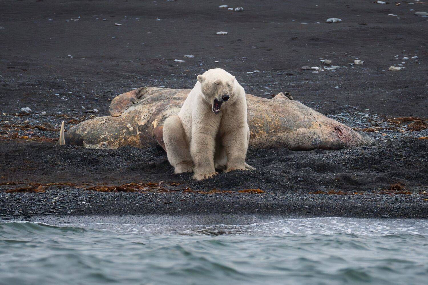 , Дарья Карамышева
