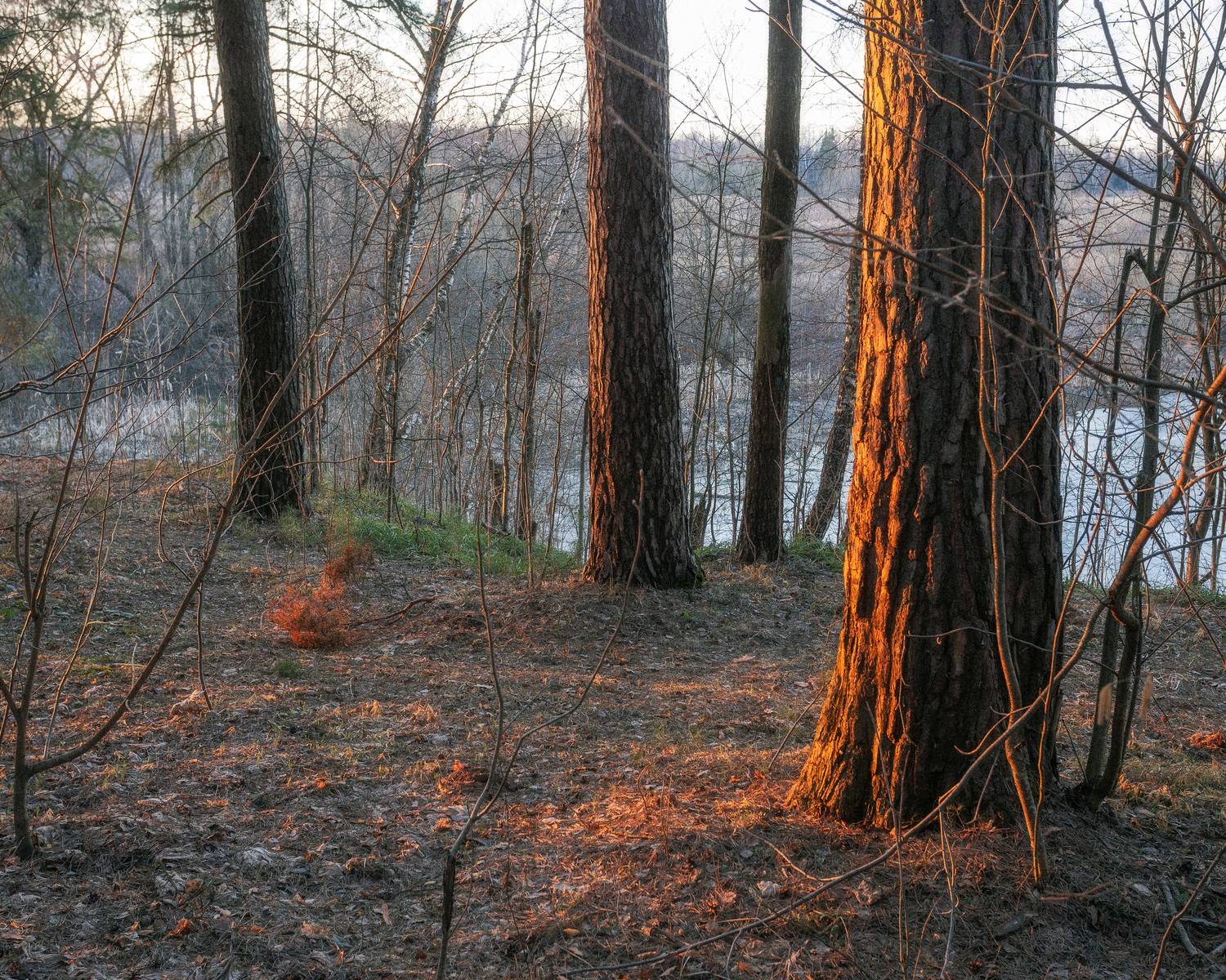 пейзаж, природа, лесной пейзаж, пейзажная фотография, Московская область, весна, Мартыненко Дмитрий