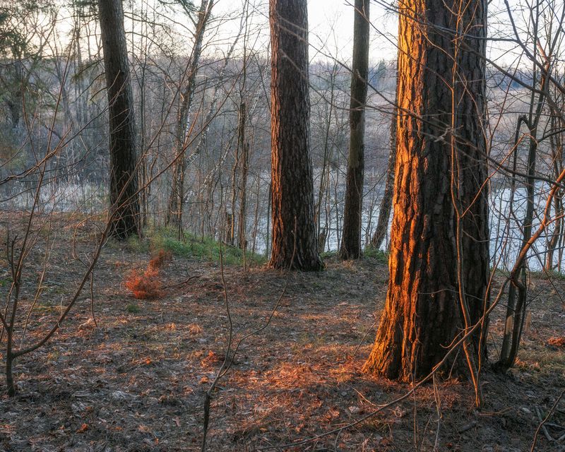 пейзаж, природа, лесной пейзаж, пейзажная фотография, Московская область, весна Весна фото превью