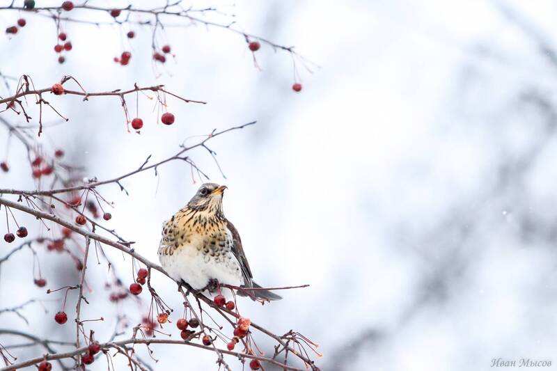 птицы, синица, воробей, дубонос, снегирь, дрозд рябинник, birdwatching ... фото превью