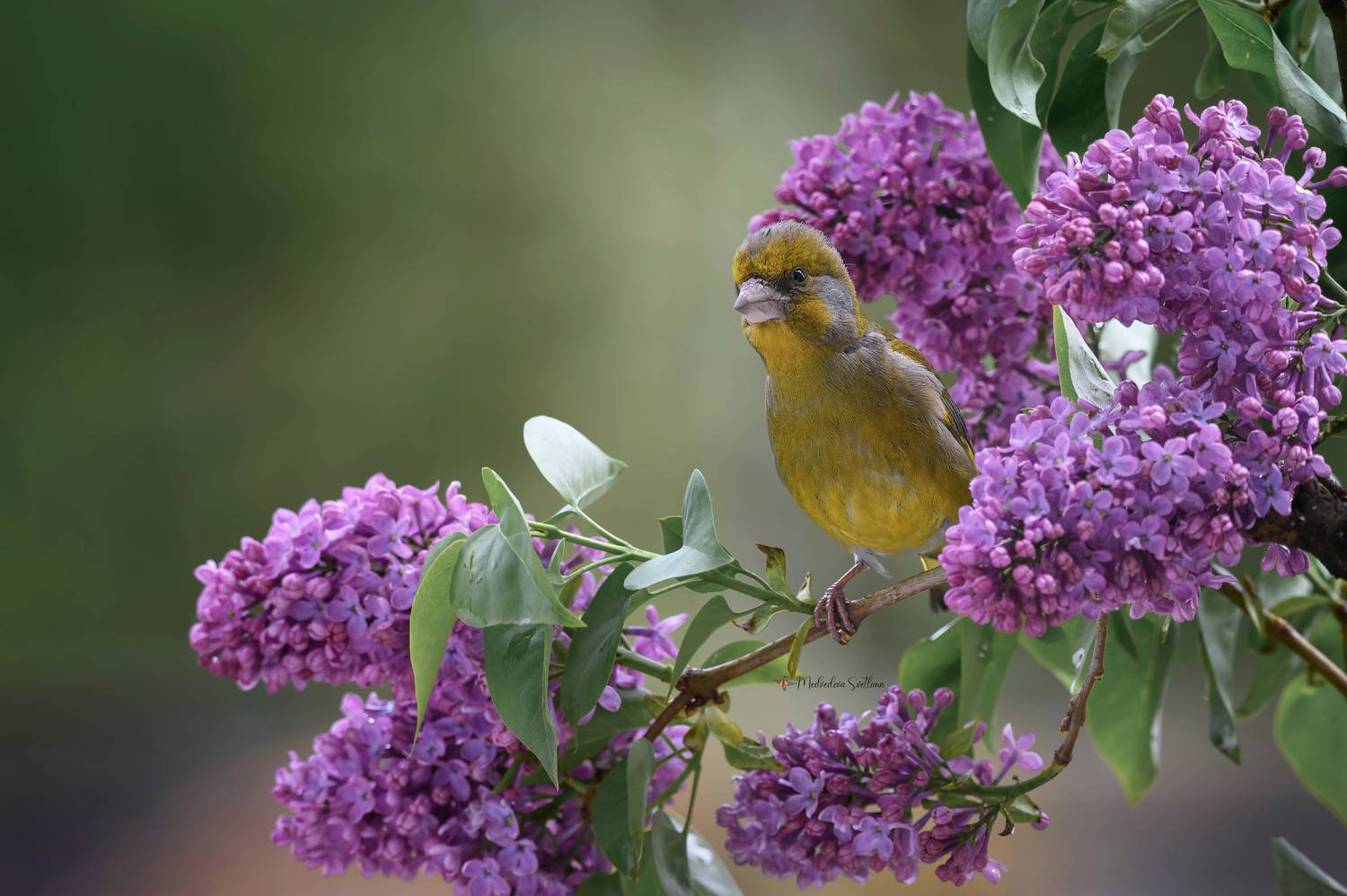 фотоохота, птица, зеленушка, весна, сирень, Медведева Светлана