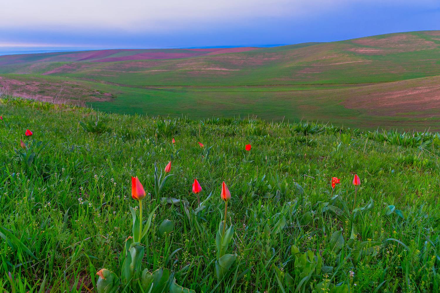 кыргызстан, Элина Магалимова