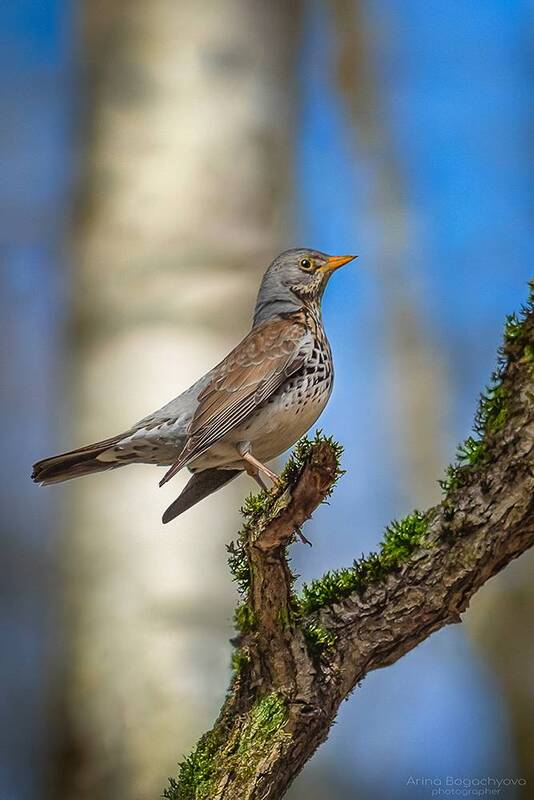 *** фото превью