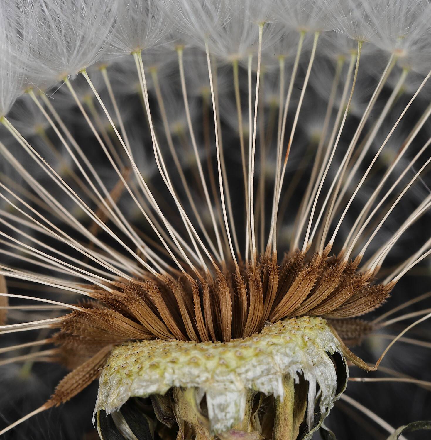 taraxacum, angustiquameum, Александр Зорин