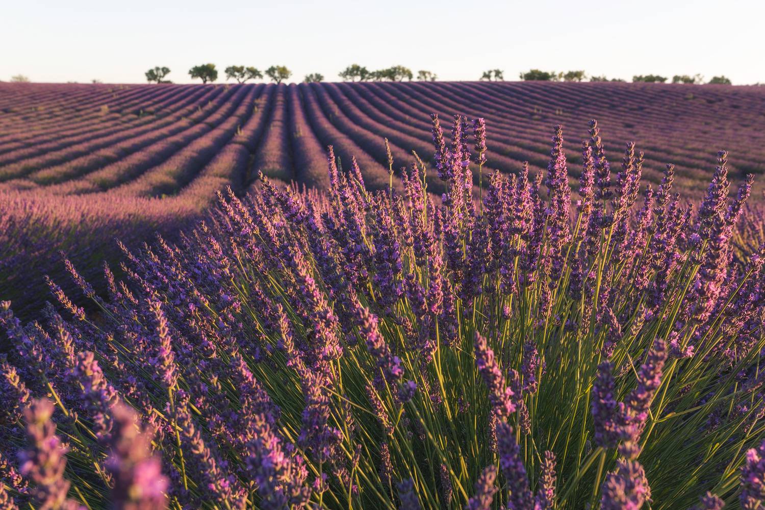 лаванда утро рассвет, ароматы прованс, Максим Калашников