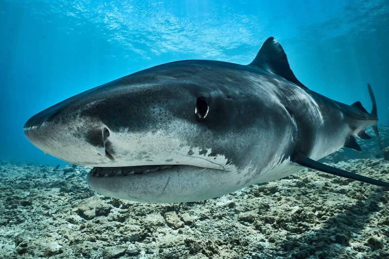 portrait of a tiger shark фото превью