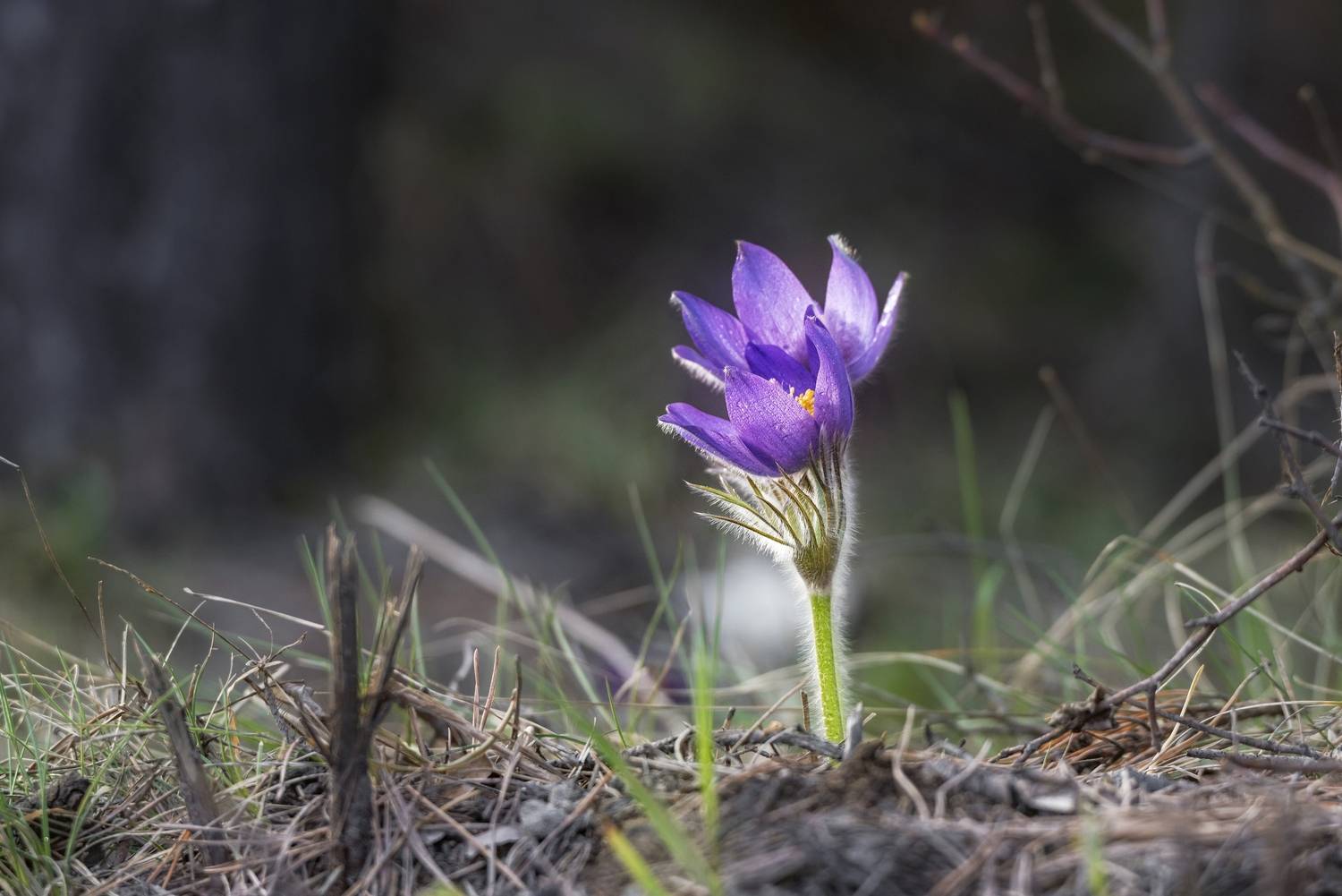 цветы, прострел, весна, первоцветы, лес, макро, Елена Соколова