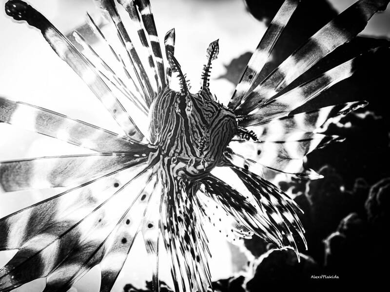 Павлины, говоришь ?... Ха! фото превью