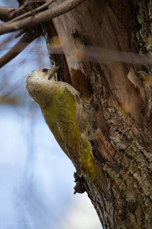 Седой дятел фото превью