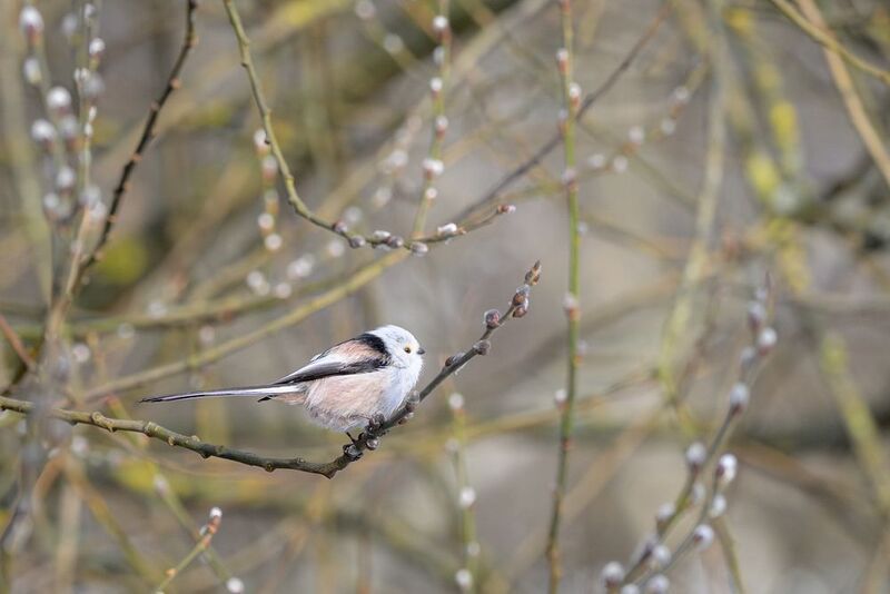 Long tailed tit фото превью