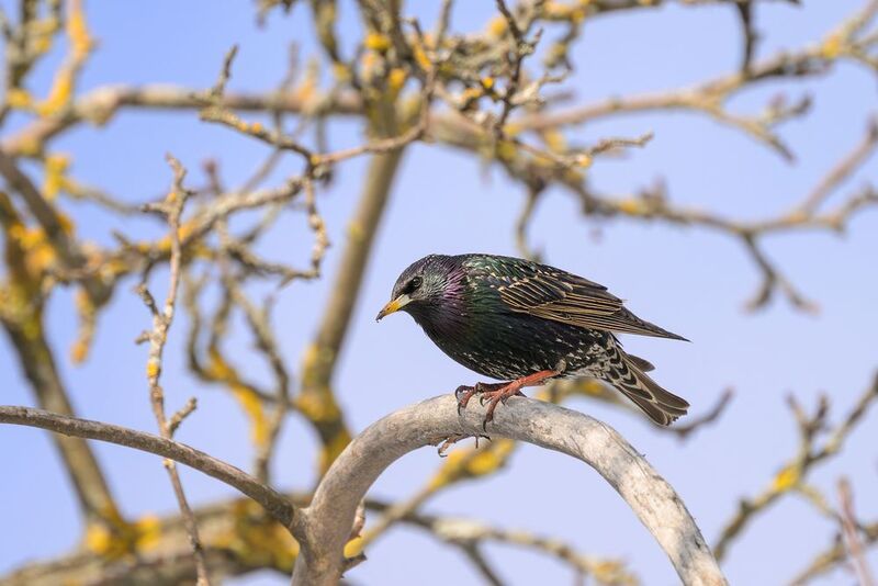 Starling фото превью