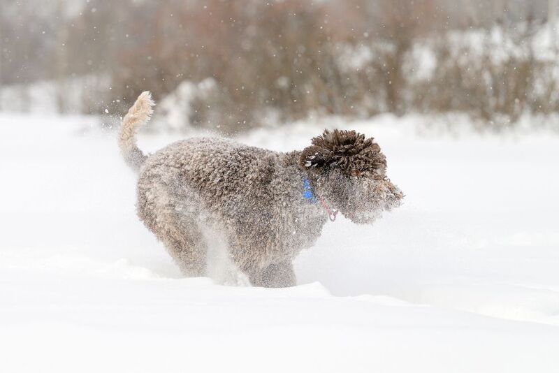 Dante фото превью