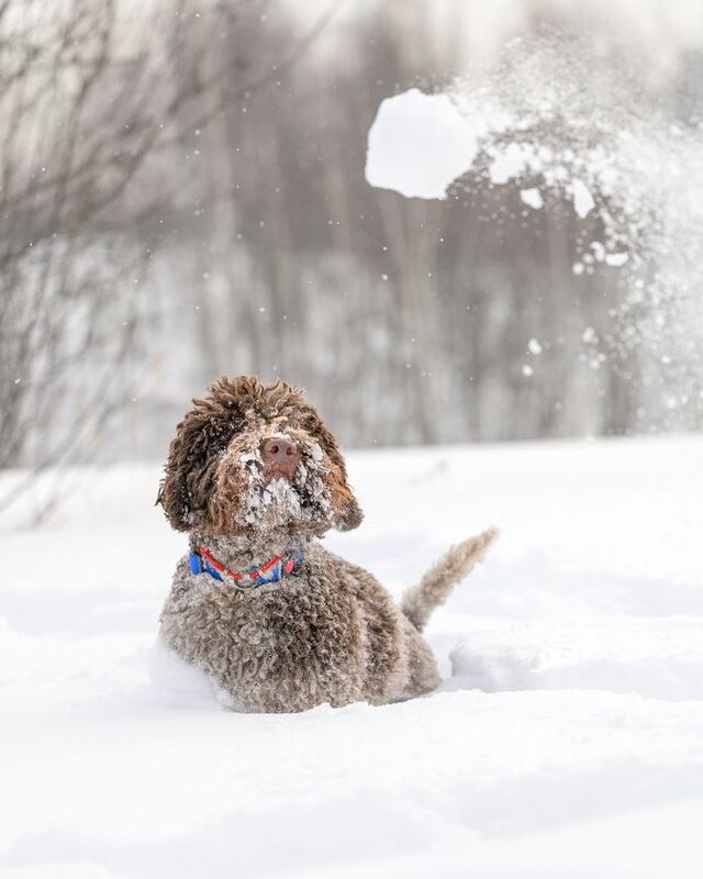 Dante фото превью