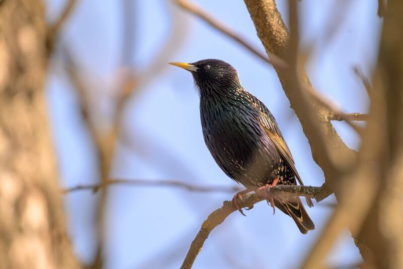 Starling фото превью