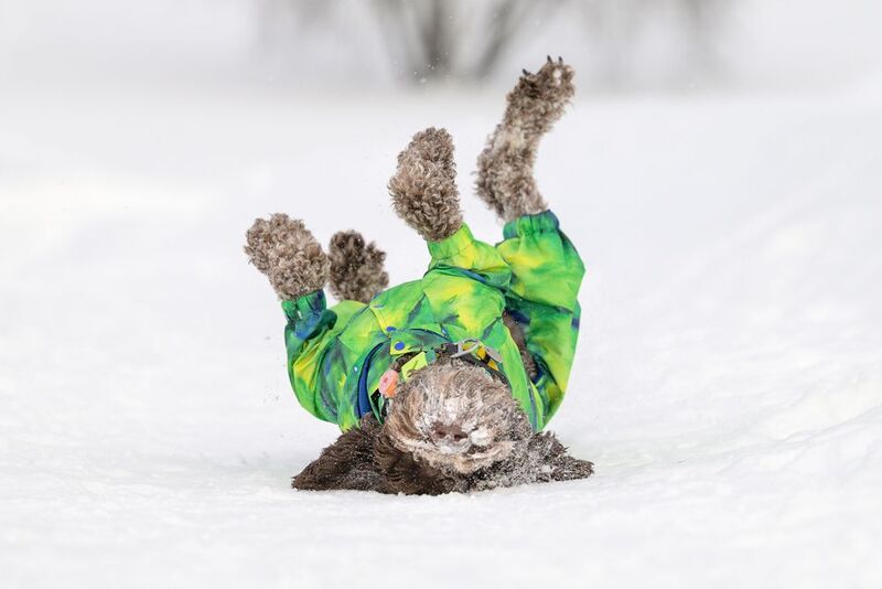 Arno фото превью