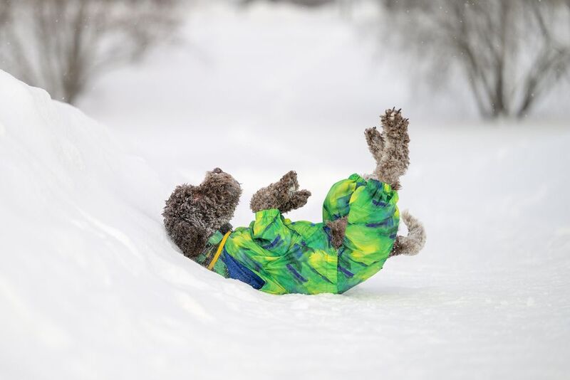 Arno фото превью