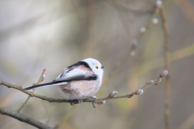 Long tailed tit фото превью