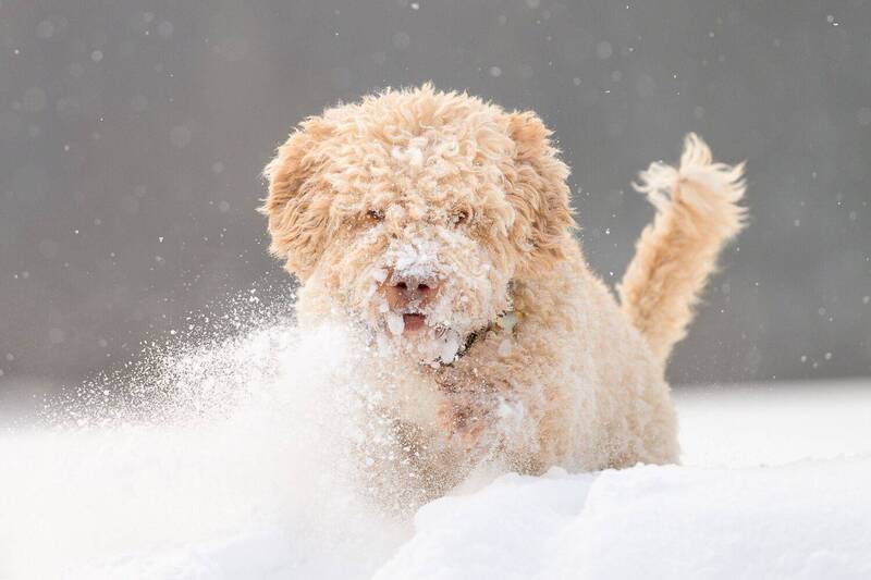 Benji фото превью