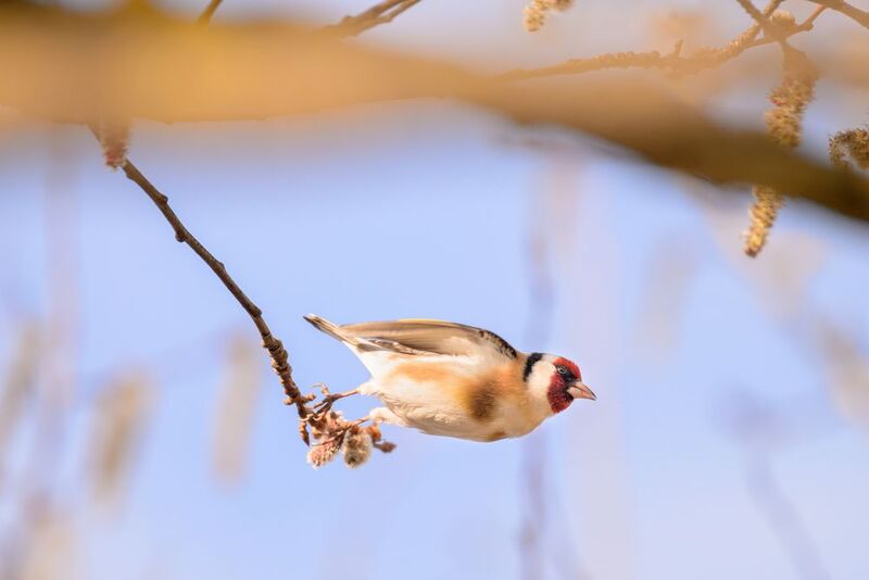 Goldfinch фото превью