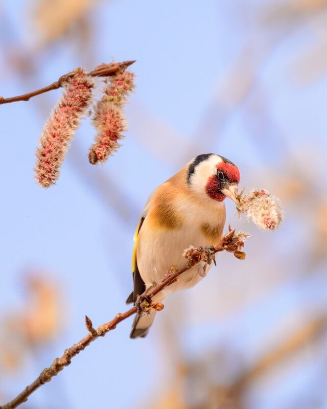 Goldfinch фото превью