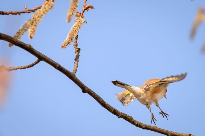Goldfinch фото превью