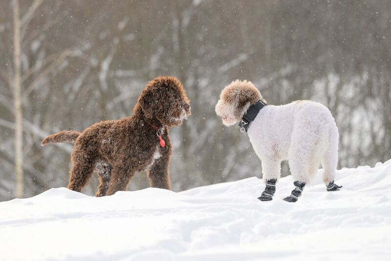 Oscar & Zuzu фото превью