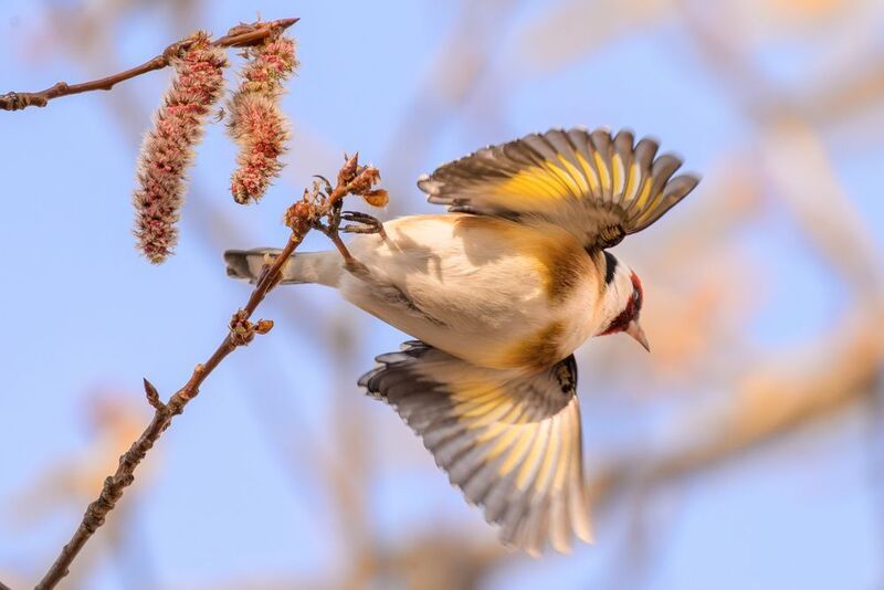 Goldfinch фото превью