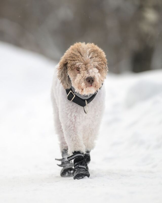 Zuzu фото превью