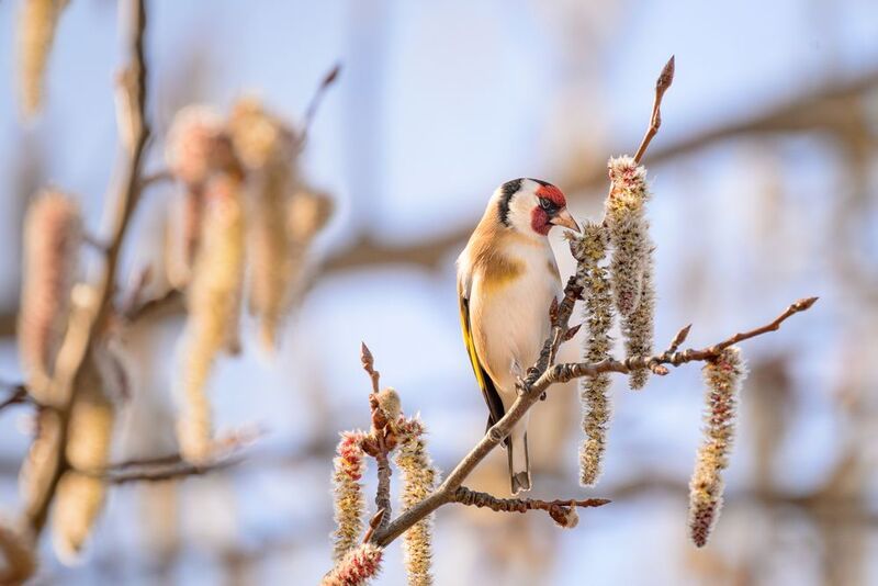 Goldfinch фото превью