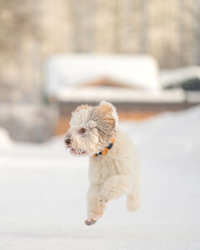 Elon фото превью