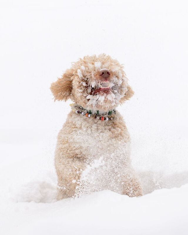 Benji фото превью