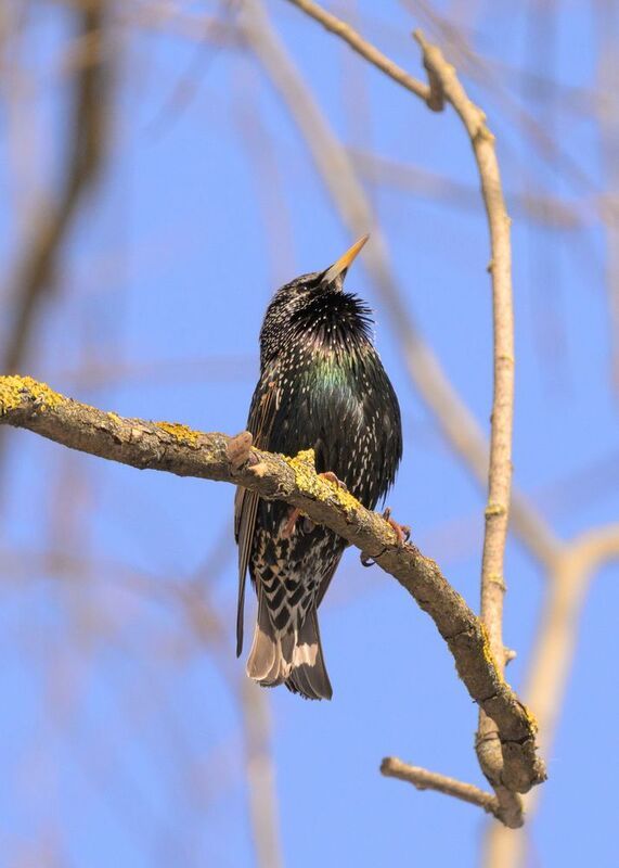 Starling фото превью