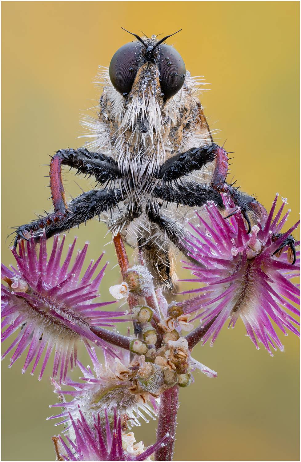 ктырь, robber fly, Alexsandr Grigoriev