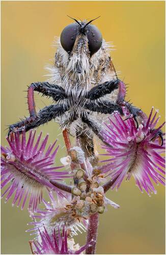 Ктырь.Robber fly.