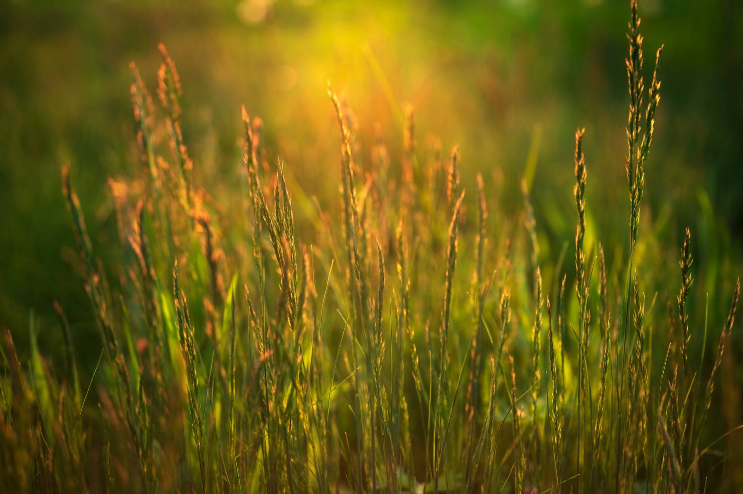 , Сергей Тихомиров