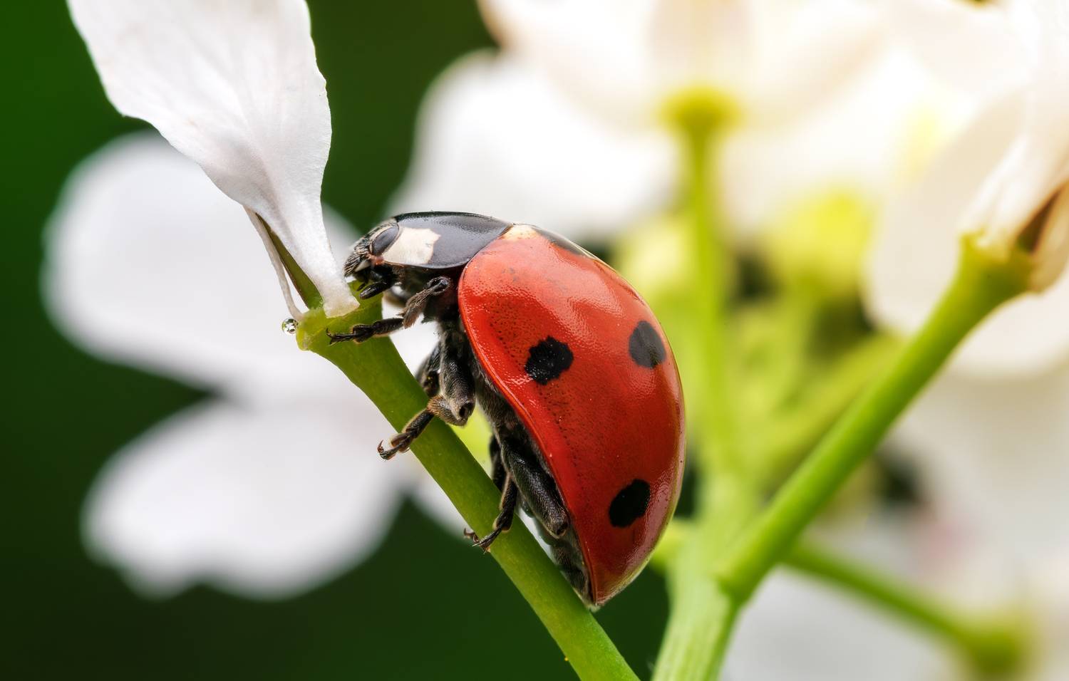 , Сергей Тихомиров