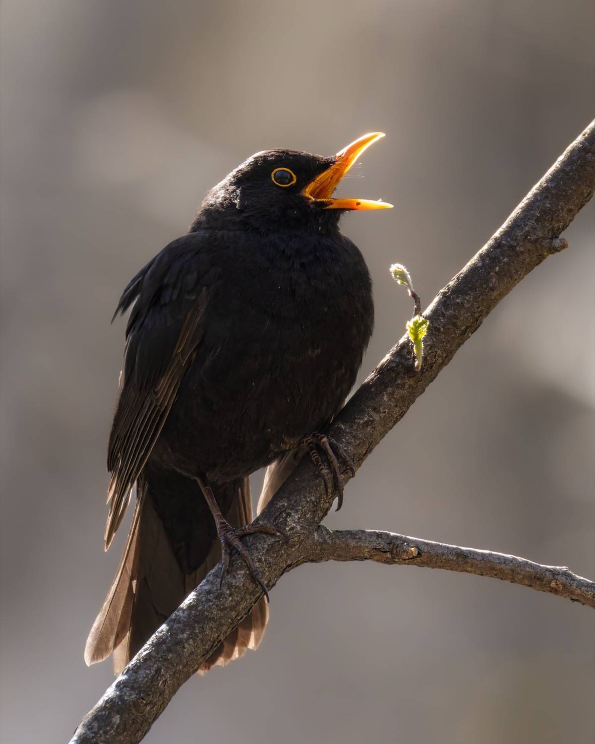 дрозд, черный дрозд, птицы, Ruslan Pl