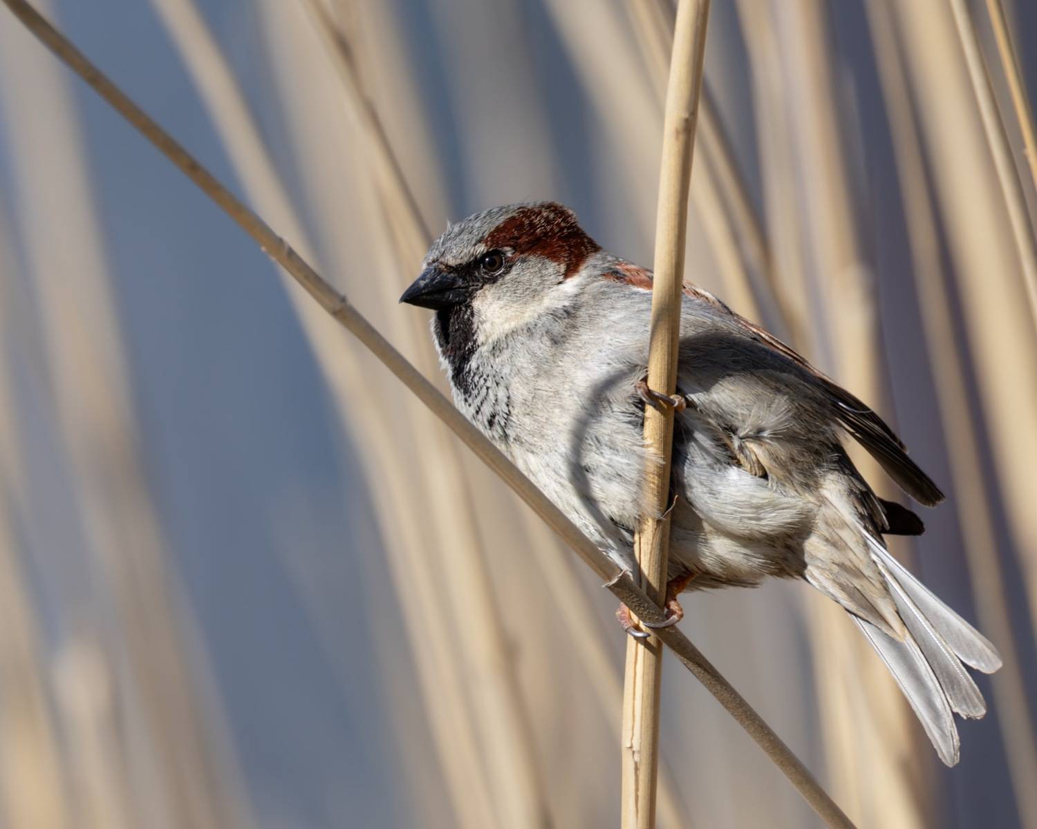 домовой воробей, воробей, птицы, Ruslan Pl