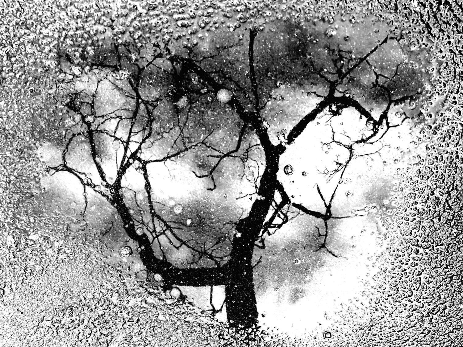 , Антон Лаба