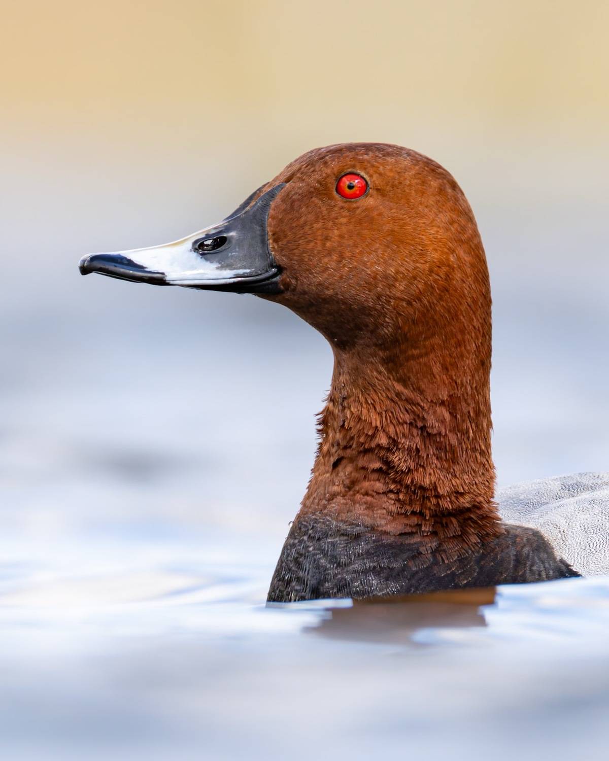 красноголовый нырок, нырок, утка, птицы, Ruslan Pl