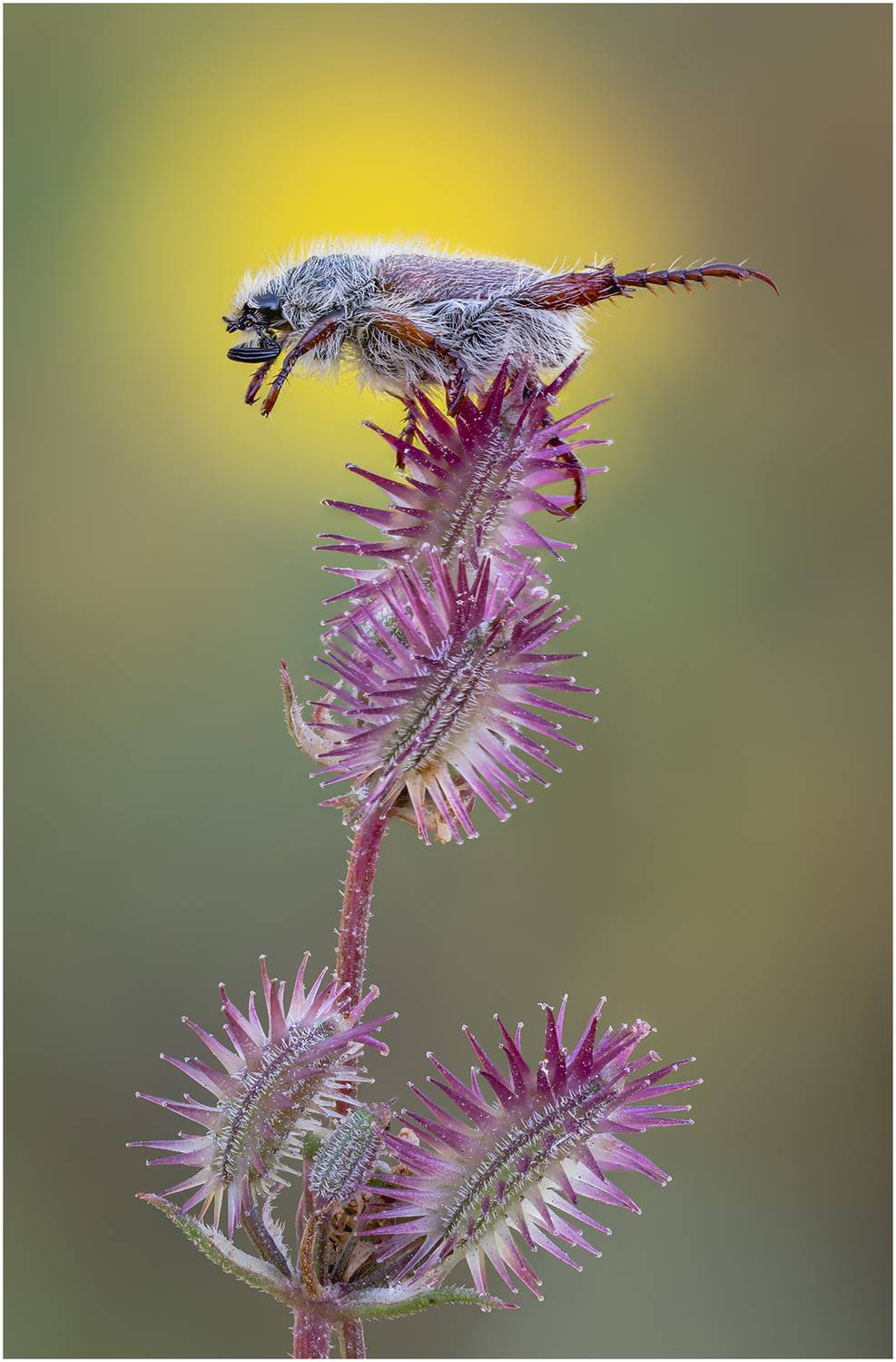 жук, Alexsandr Grigoriev