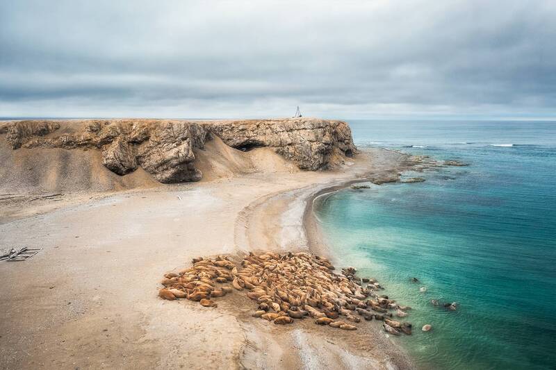 В царстве моржей. Новая Земля фото превью