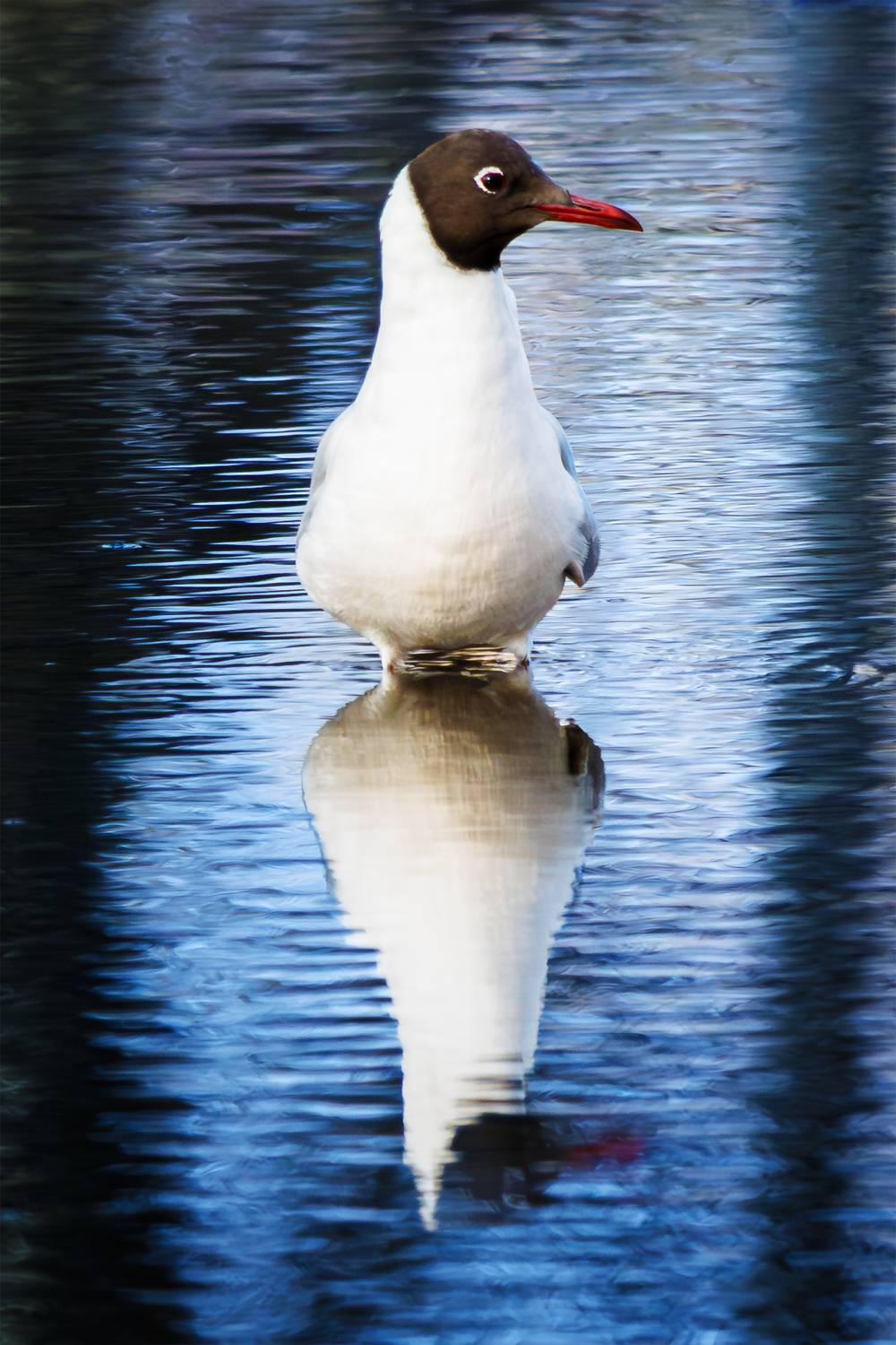 озёрная, чвйка, Алексей Волков