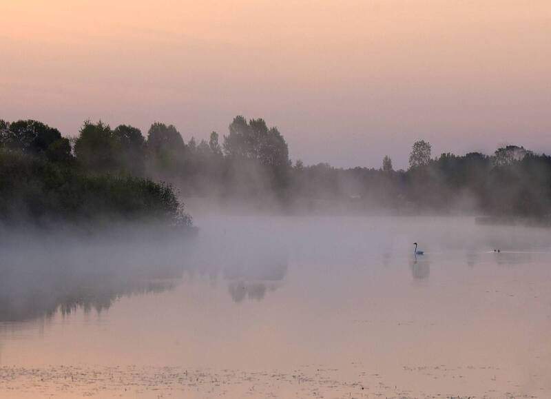 Рассветный лебедь на пруду фото превью
