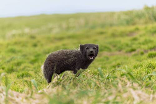 Возмущение