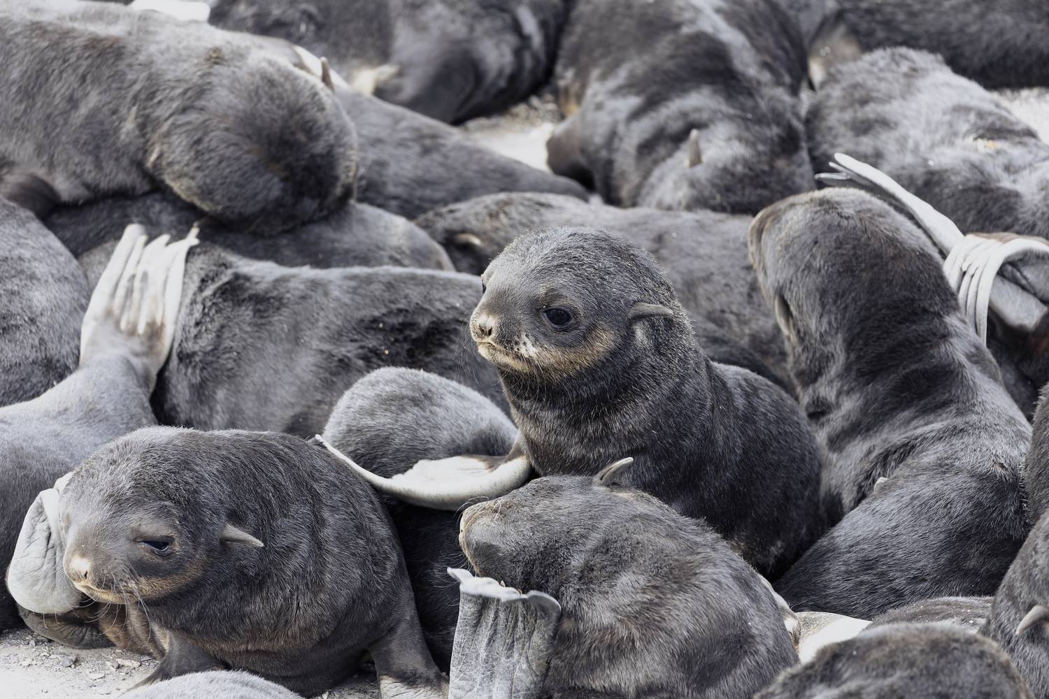 чёрненькие, малыши, котики, юшина, командоры, остров беринга, Vladimir goiiiguk
